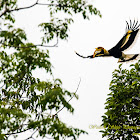 Great Indian Hornbill