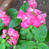 Pink Mussaenda