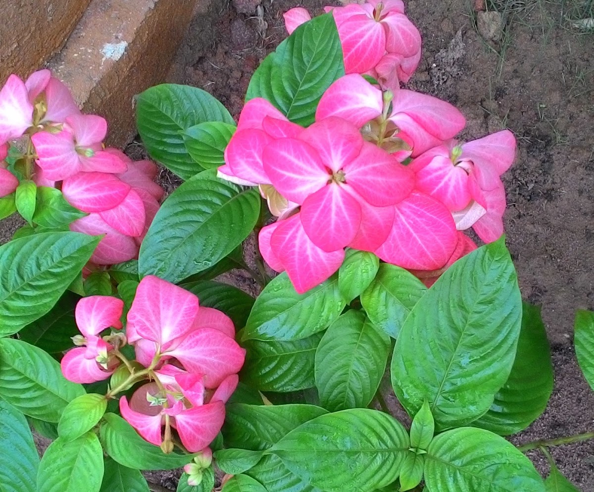 Pink Mussaenda