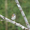 Rufous-collared Sparrow