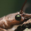 Eastern Dobsonfly