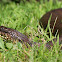 Northern Water Snake