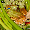 Karaavali Skittering Frog