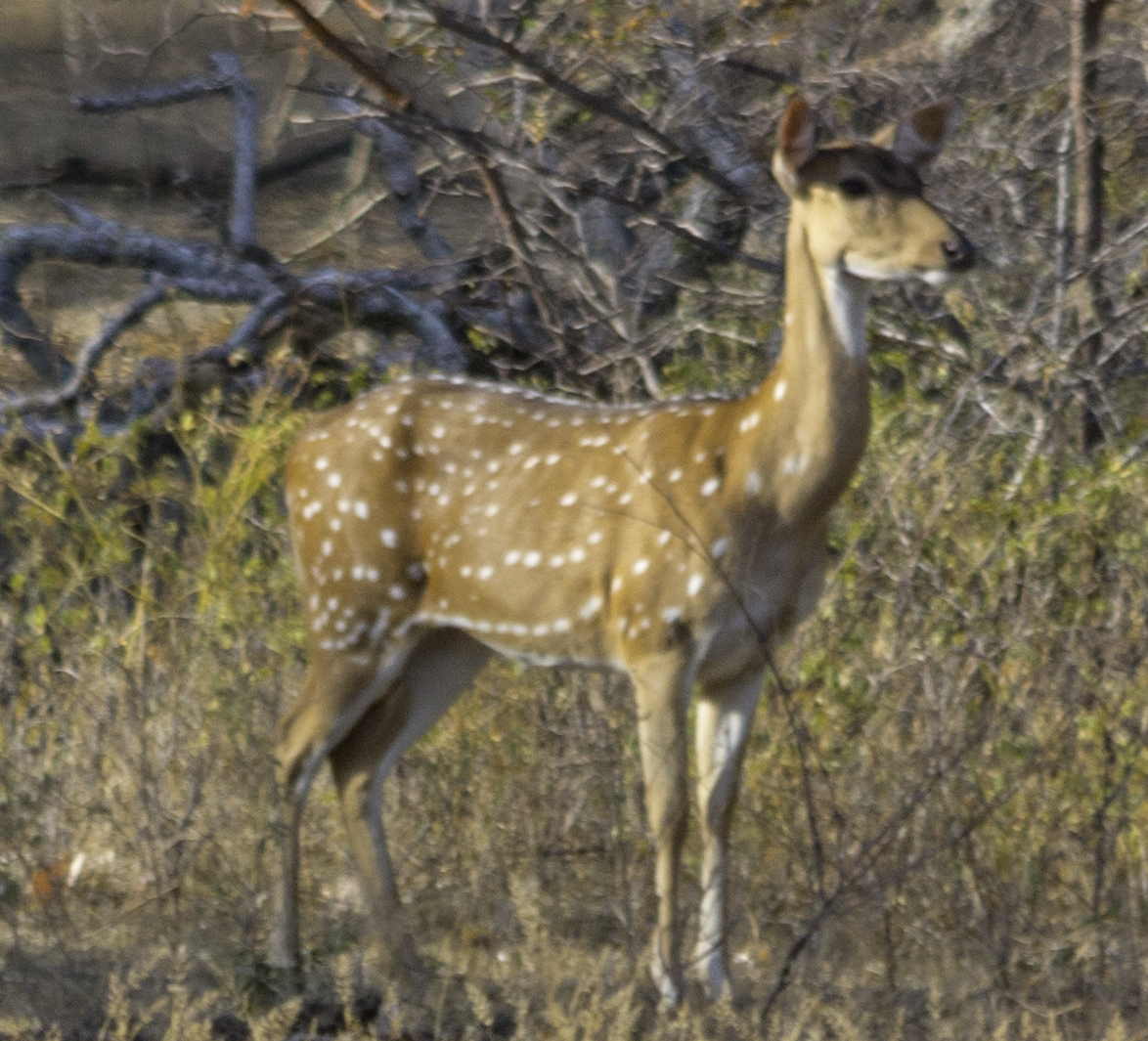 Sri Lankan axis deer, Ceylon spotted deer