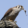 American Kestral