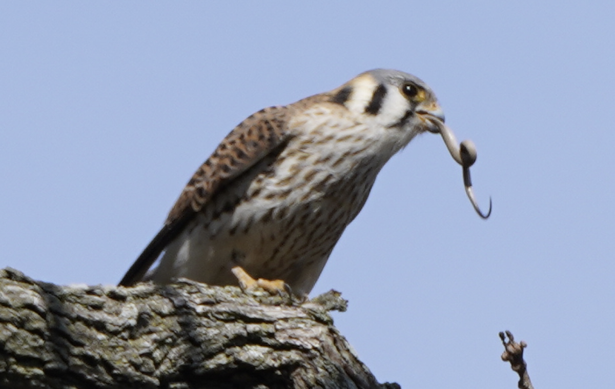 American Kestral