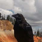 western raven