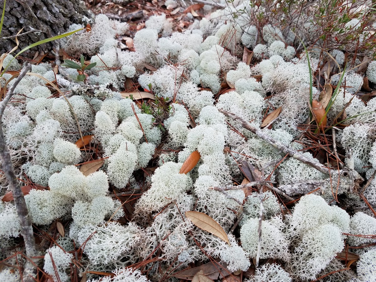 Evan's reindeer lichen