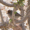 Blackcap; Curruca Capirotada