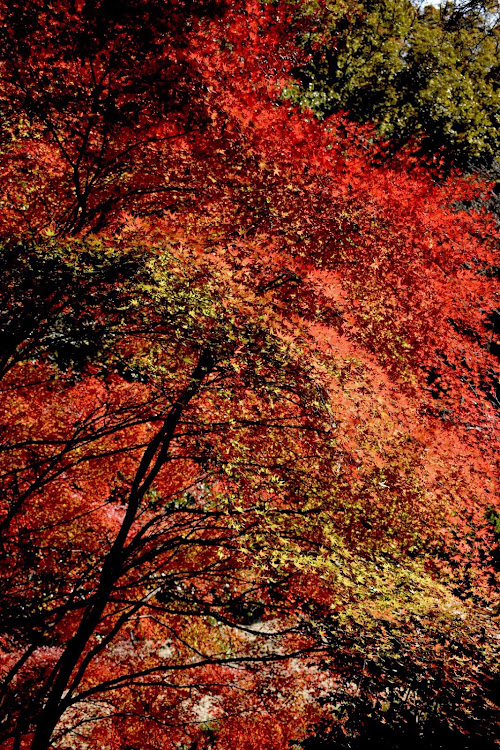 レガシィB4の#レガシィB4・レガシィB4ブリッツェン2001モデル・紅葉🍁・一眼レフ初心者に関するカスタム事例の投稿画像2枚目