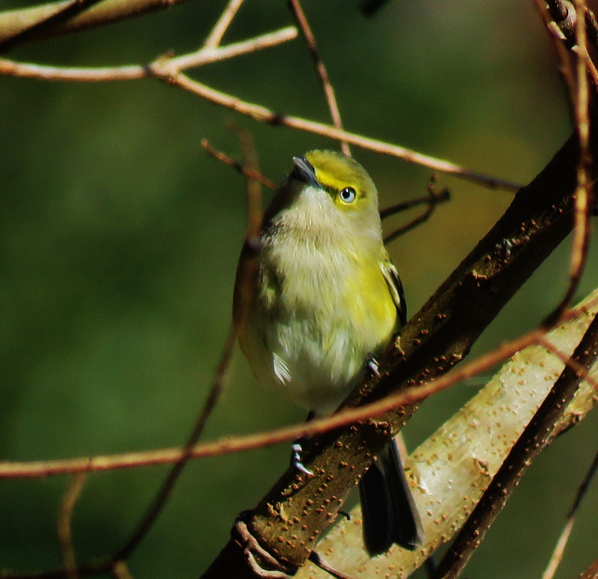 White-eyed Vireo