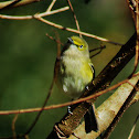 White-eyed Vireo