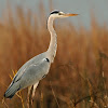 Garza real (Grey heron)