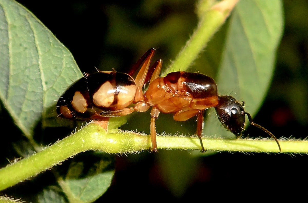 Ant