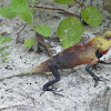 Oriental Garden Lizard - Male