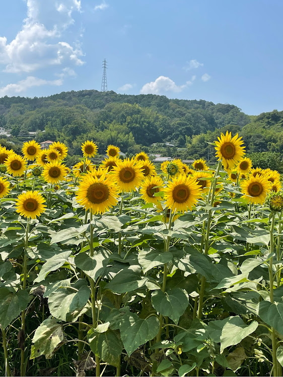 の投稿画像5枚目