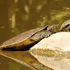 Spiny Softshell turtle