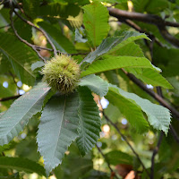 Castagne di 