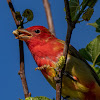 Summer Tanager