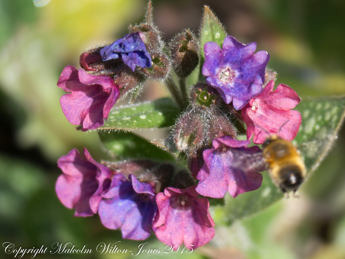 Lungwort