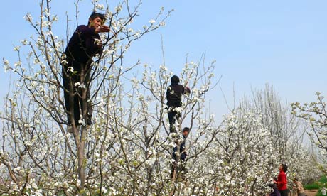 Pollination-in-China--far-006.jpg