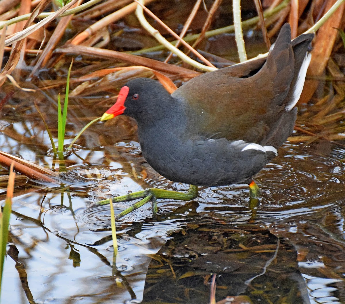 Common Moorhen