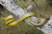 File photo of an Australian tree snake. 