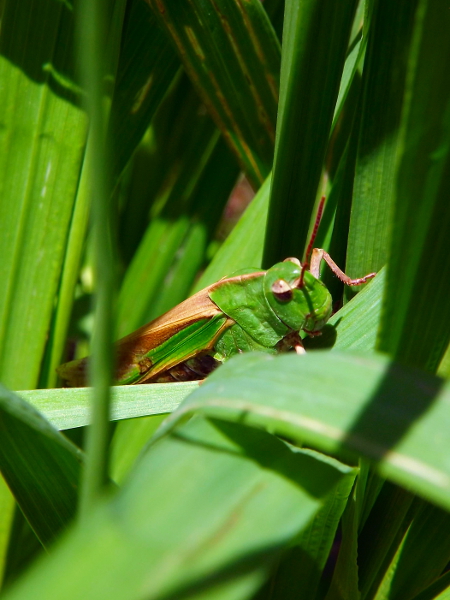 Northern Green-Striped Grasshopper