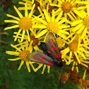 Six-spot Burnet