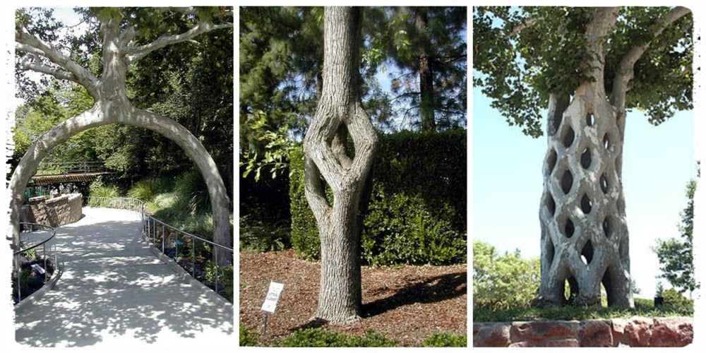 Arboescultura, a arte de moldar a natureza