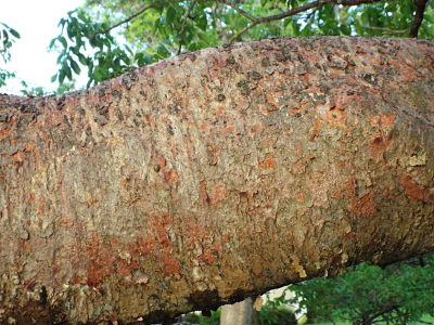 Gumbo Limbo Tree