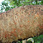 Gumbo Limbo Tree