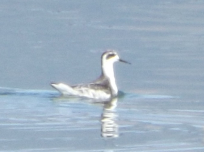 Red-necked Phalarope - Nonbreeding