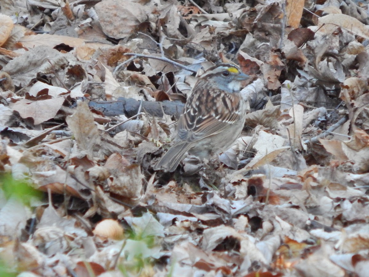 White-throated Sparrow