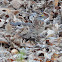 White-throated Sparrow