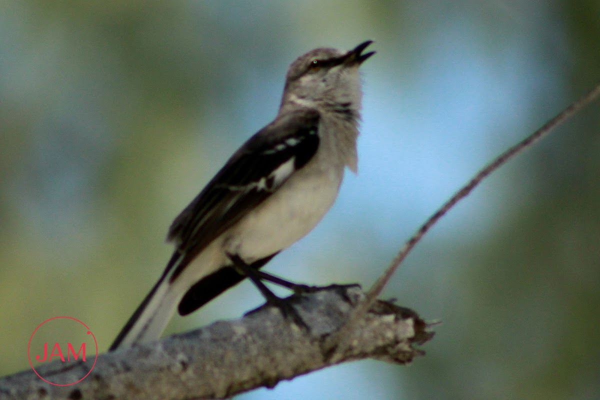 Northern Mockingbird