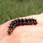 Common Buckeye caterpillar