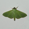 Green Crambid Moth