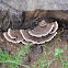 Turkey Tail