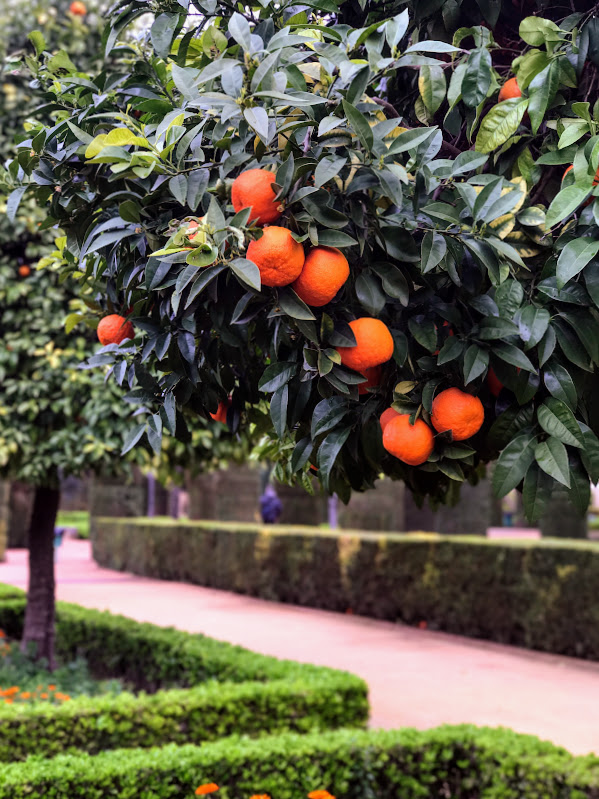 Весна в подарок (Мадрид, Андалусия, март 2018 года на общественном транспорте)