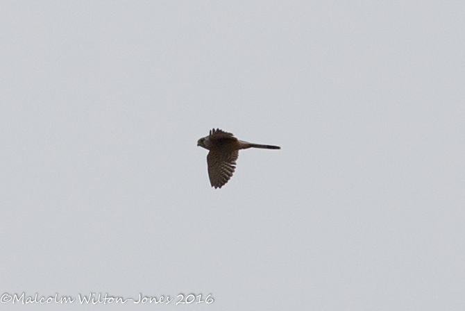 Kestrel; Cernícalo Real