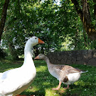 Greylag Goose