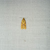 Spargonis Fruitworm Moth