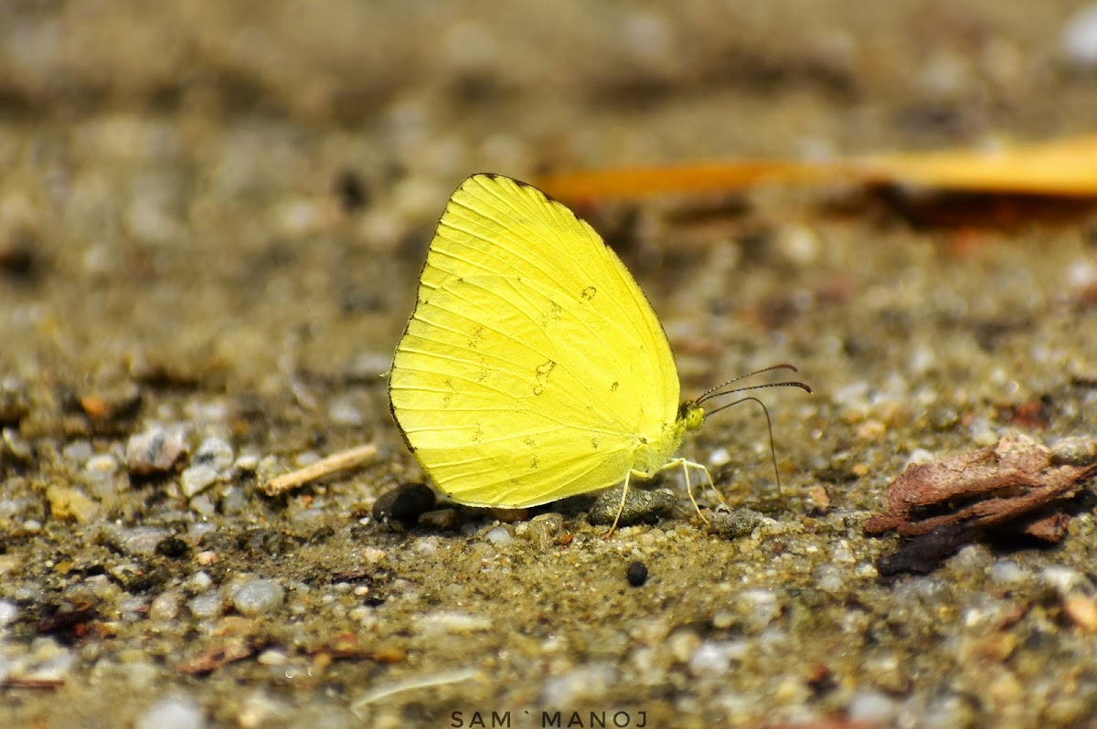 Common Grass Yellow