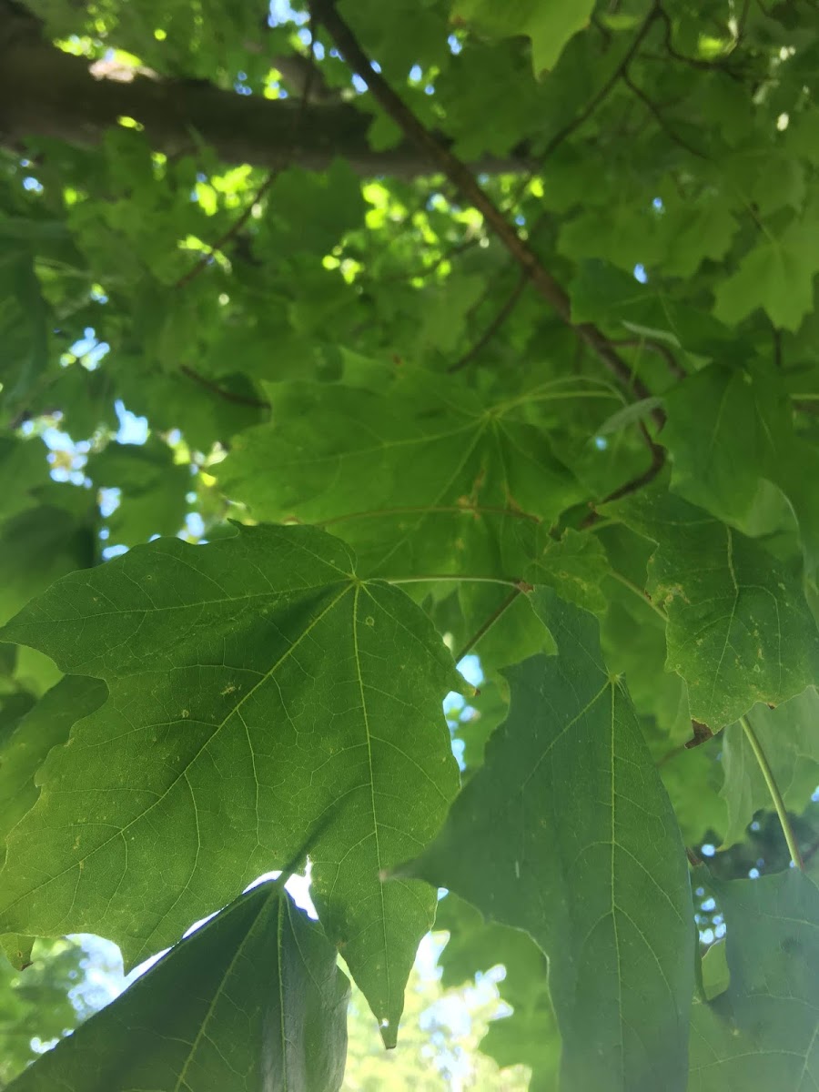 Sugar maple