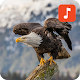 Download Bald Eagle Sound Effects For PC Windows and Mac 1.0.1