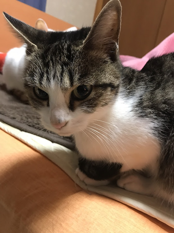 ミニ ハッチバックの愛猫紹介・【CT愛猫部】・1日1猫・俺弁に関するカスタム事例の投稿画像3枚目