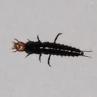 Rove Beetle Larva