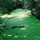 Duckweed