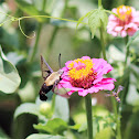 hummingbird moth